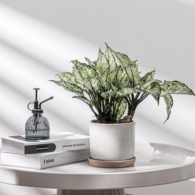 5.8 Inch Plant Pot: Ceramic Planter - Image 5