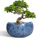 Bonsai Tree Pot by Thirtypot