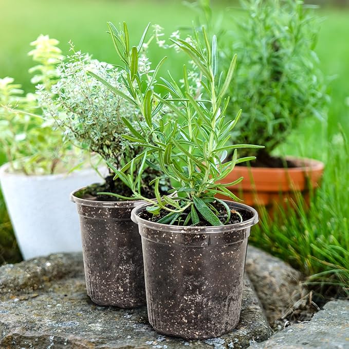 30 Packs 1 Gallon Reinforced Clear Nursery Pots - Image 6