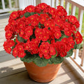 Artificial Flowers for Outdoors, 6 Bundles Realistic Silk Fake Red Geraniums by AmberFun