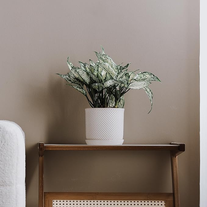 5.8 Inch Plant Pot: Ceramic Planter - Image 5