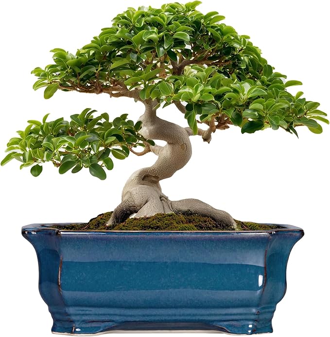 Bonsai Tree Pot by Teagas