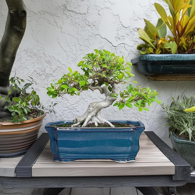 Bonsai Pots 11.6 Inch - Image 3