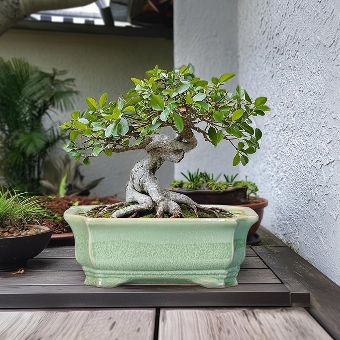Bonsai Pots - 13.7 Inch Rectangle Ceramic Pots - Image 3