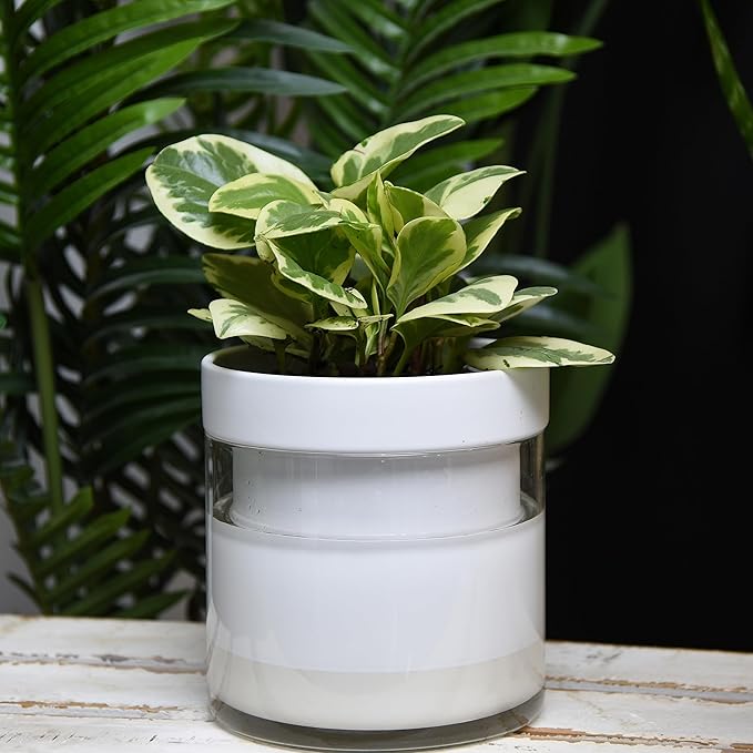 Phoenix Vine 6 Inch Self Watering Planter - Image 5