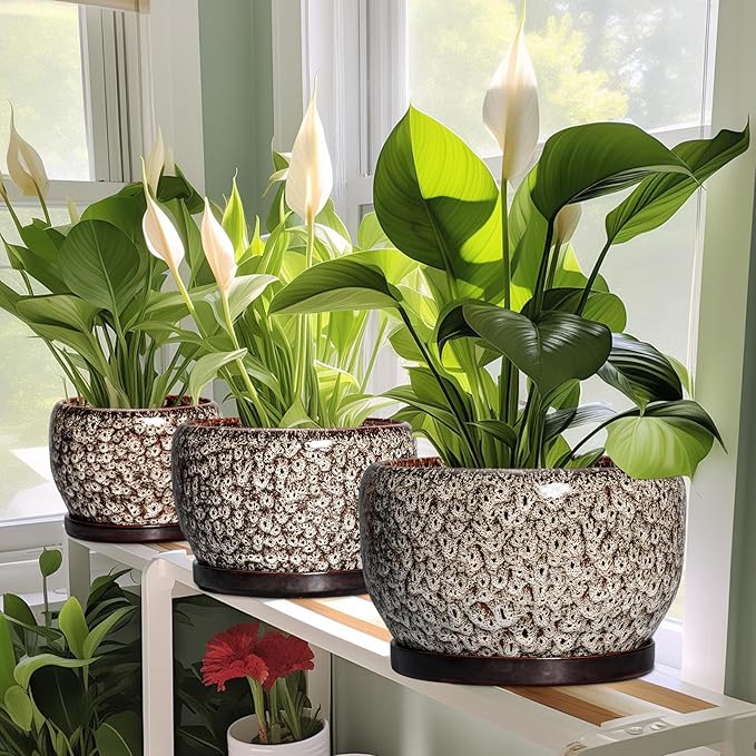 SQOWL Ceramic Planter - Image 6