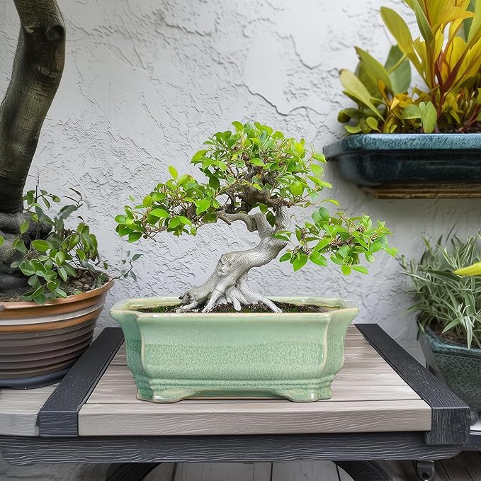 Bonsai Tree Pot 11.6 Inch - Image 3