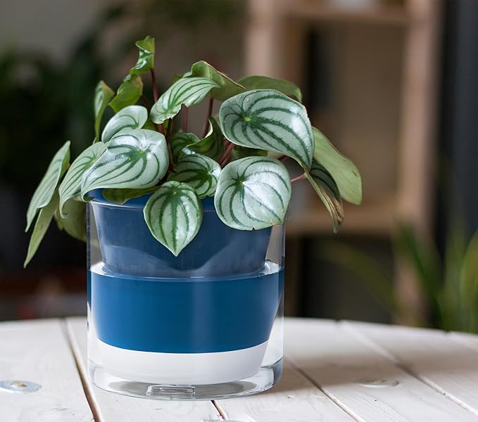D'vine Dev 6 Inch Design Self Watering Planter - Image 7