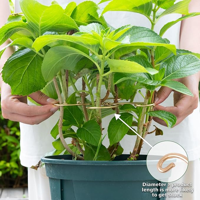 Monstera Plant Stem Support Set of 5 - Image 5