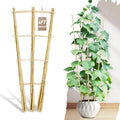 Avalution 10 Pack Bamboo Trellis by Avalution