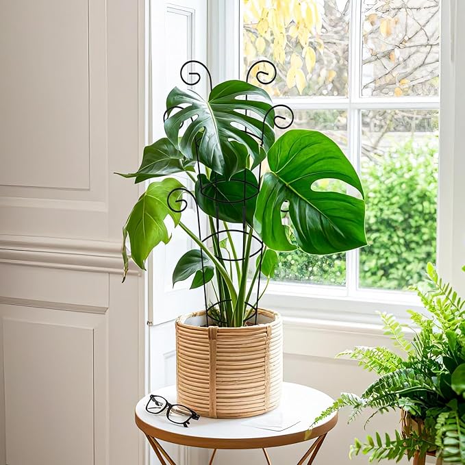 4 Pack 30 Inch Tall Metal Plant Trellis - Image 7