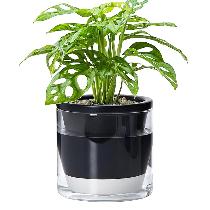 D'vine Dev 6 Inch Design Self Watering Planter by DvineDevPlanterPotsandStand