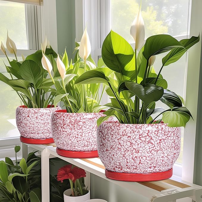 SQOWL Ceramic Pots for Plants - Image 6