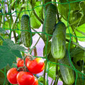 6.5x10FT Plant Trellis Netting, Garden Climbing Grow Net Heavy Duty Polyester by Paradistar