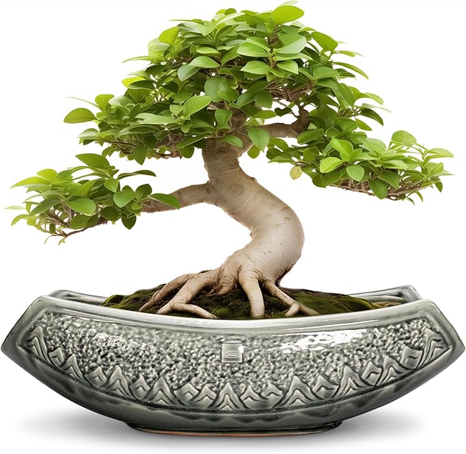 Bonsai Pots 18 Inch by Teagas