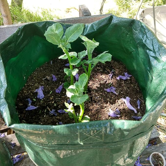 JJGoo 2 Pack 10 Gallon Garden Potato Grow Bags - Image 9