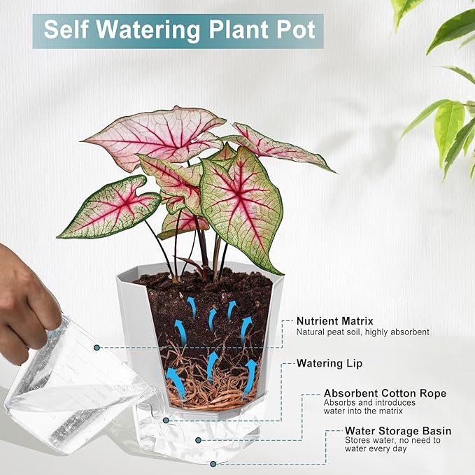 3 Pack Self Watering Flower Pots 6.5 Inch, Plant Pots - Image 4