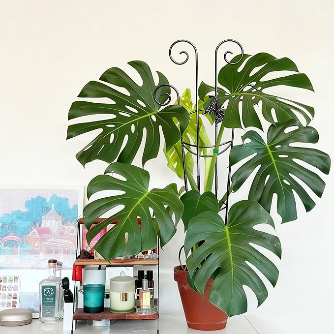 Coomin 32.6in Monstera Plant Support - Image 8