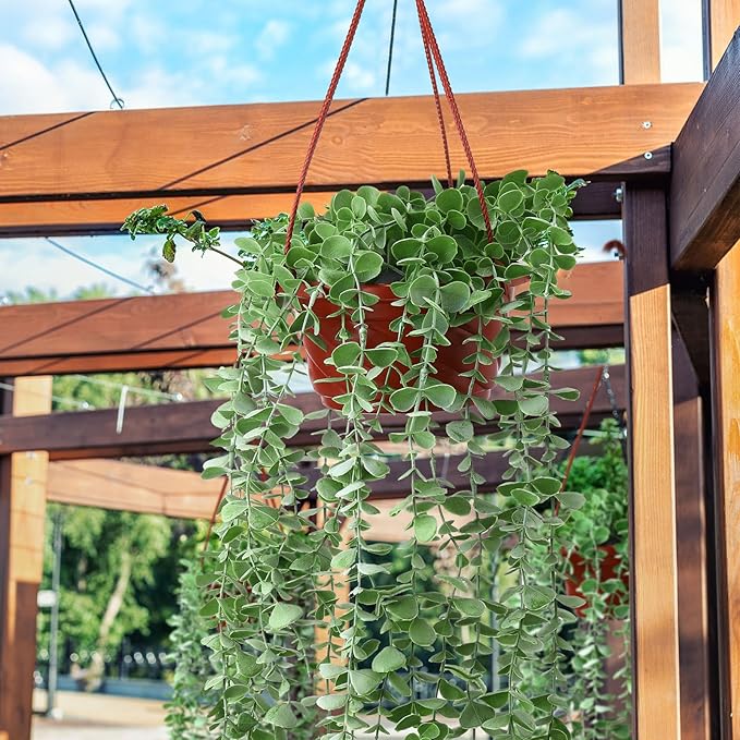 Tioncy 50 Pcs Plastic Hanging Planter Round Hanging Pot - Image 6