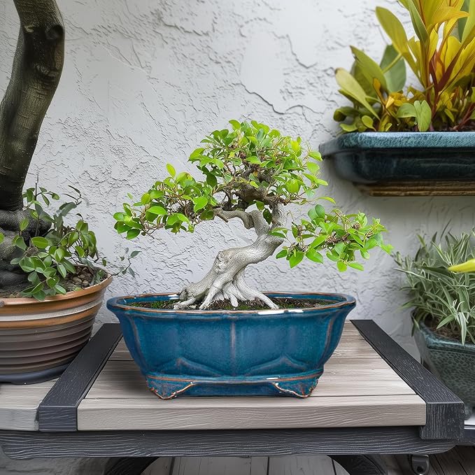 Bonsai Tree Pot - Image 3