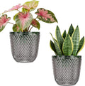 QCQHDU 2 Pack Self Watering Pots, 7.2 Inch Flower Pots by QCQHDU