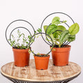 Mirthdino Premium Hoya Trellis by Goooxim