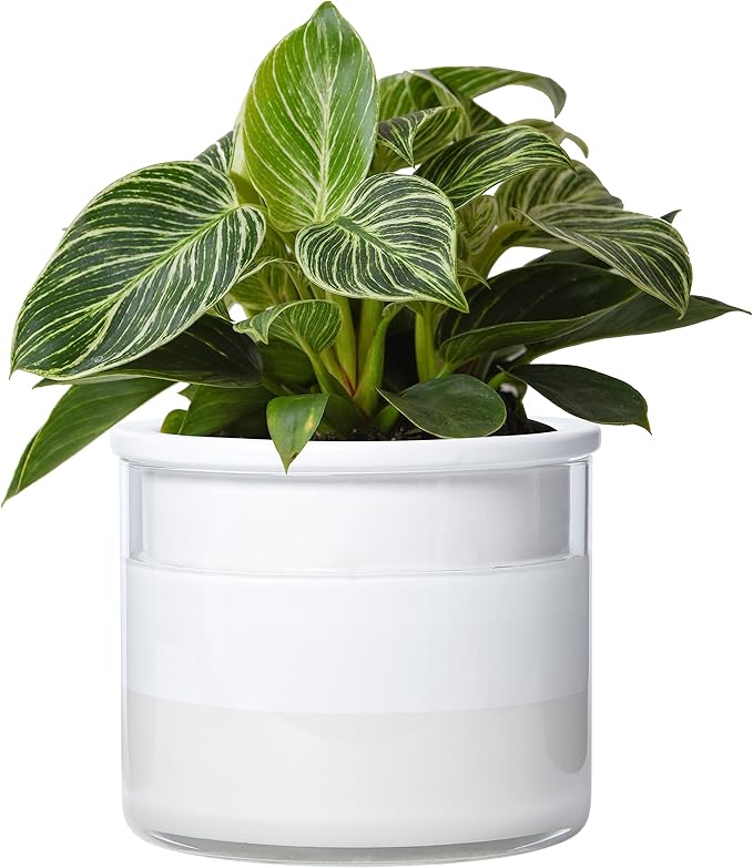 Phoenix Vine 6 Inch Self Watering Planter Pot, Design White Terracotta Pot by Phoenix+Vine