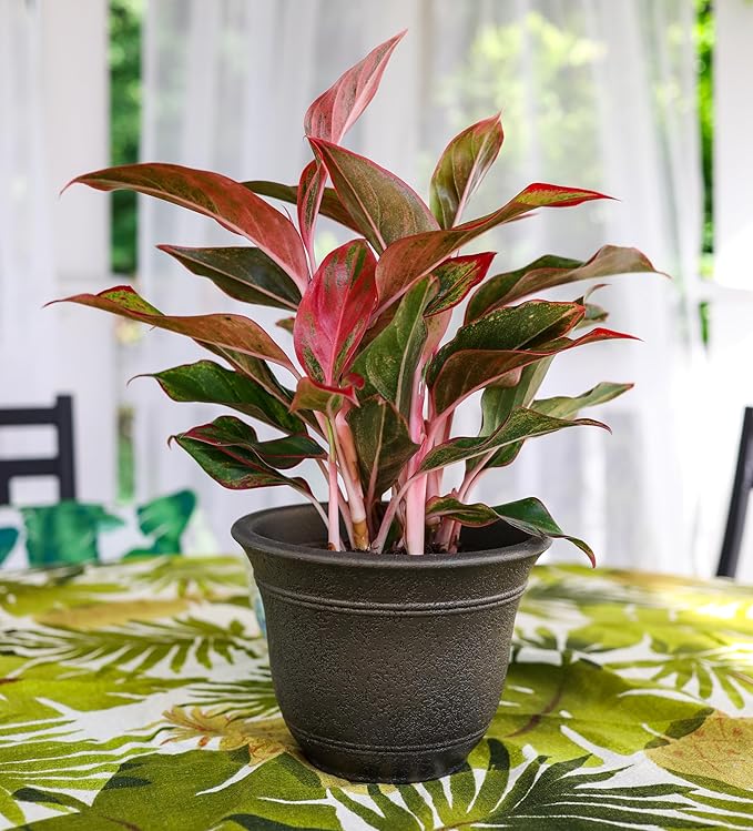 The HC Companies Sierra Round Self-Watering Pot - Image 3