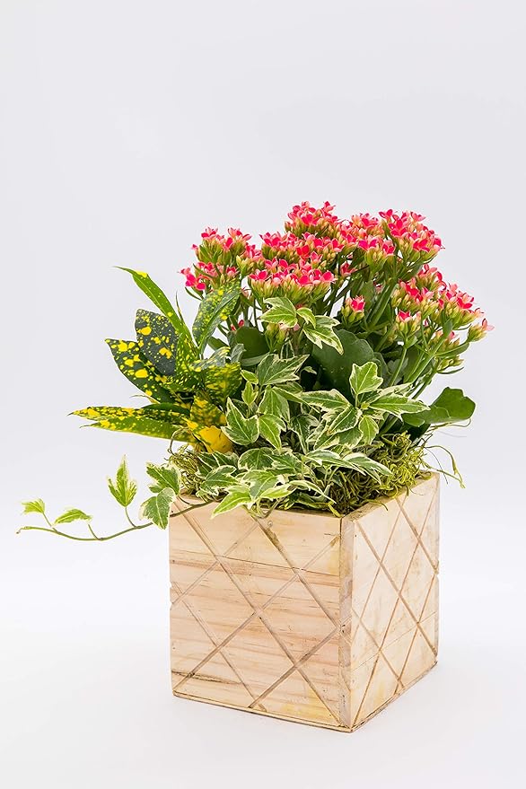 Wood Planter Box with Diamond Cross Hatch Style, 5 Inch Square, Rose Wood - Image 4