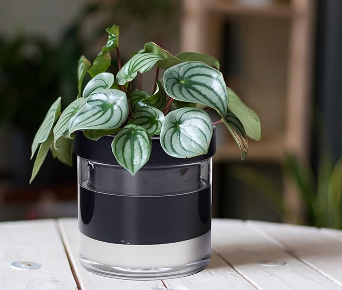 Phoenix Vine 6 Inch Self Watering Terracotta Planter - Image 4