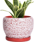 SQOWL 6 Inch Plant Pot by SQOWL