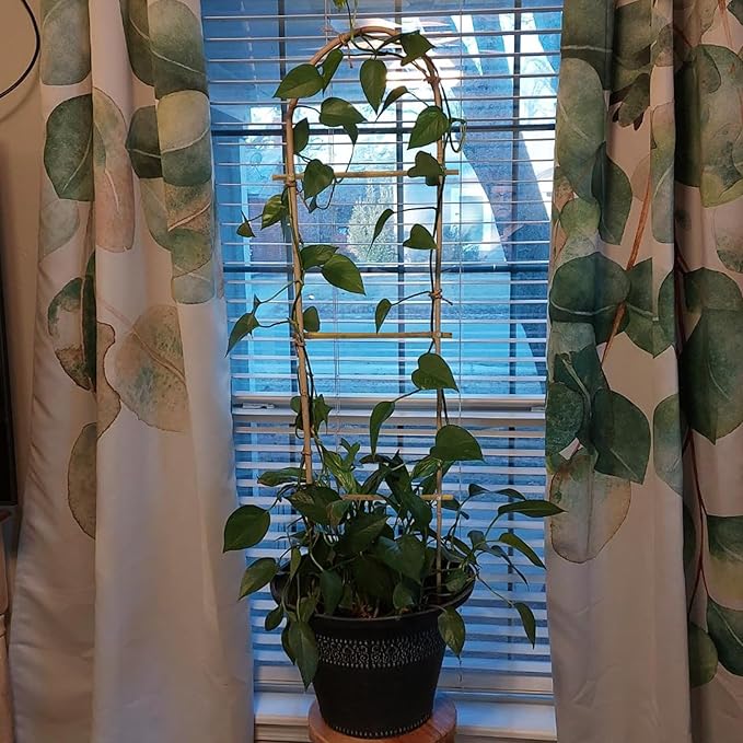 10 Pack 4ft U-Shape Bamboo Trellis - Image 3