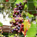 Tcamp Trellis Netting for Plants by Tcamp