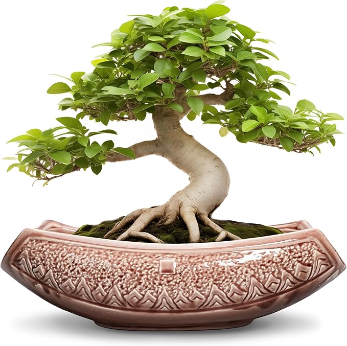 Large Bonsai Pots by Teagas