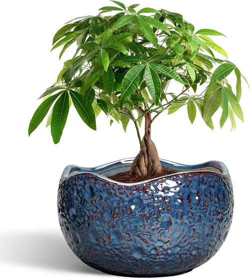 10 Inch Plant Pot by Thirtypot