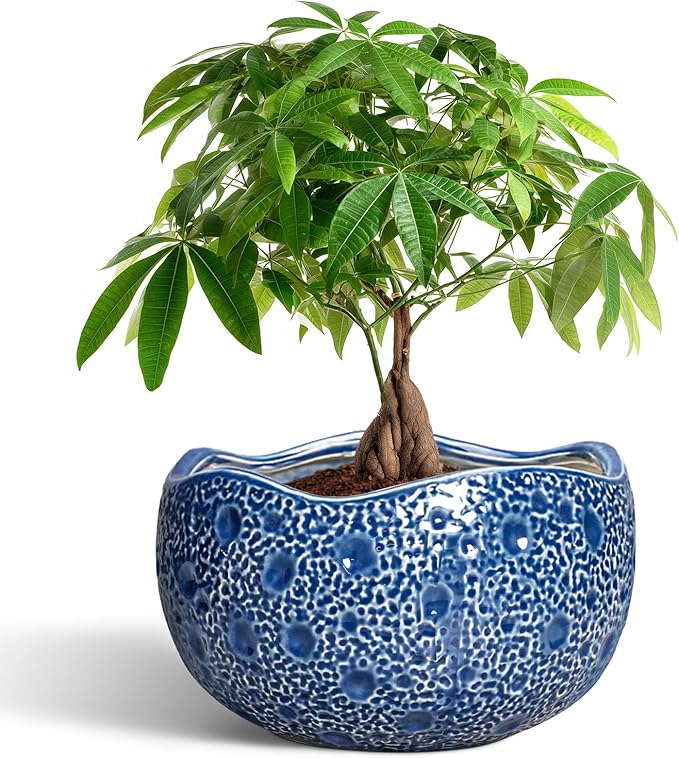 10 Inch Plant Pot by Thirtypot