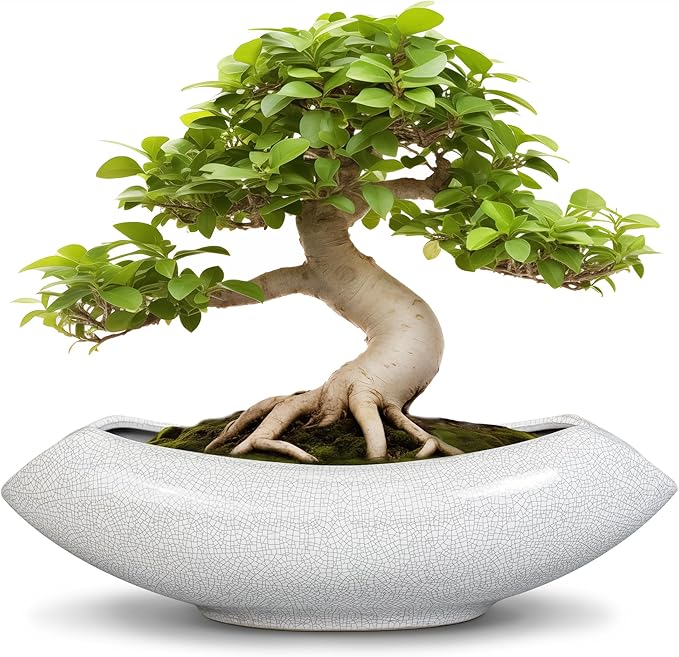 Ceramic Bonsai Tree Pot by Teagas