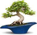 Bonsai Tree Pot 18 Inch by Teagas