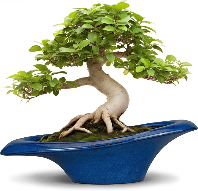 Bonsai Tree Pot 18 Inch by Teagas