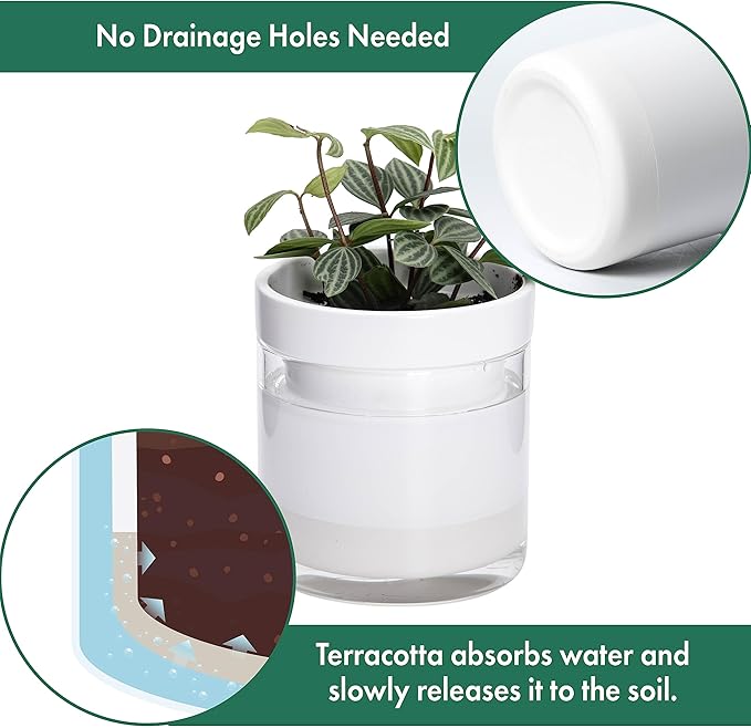 Phoenix Vine 4 Inch Self Watering Planter - Image 4