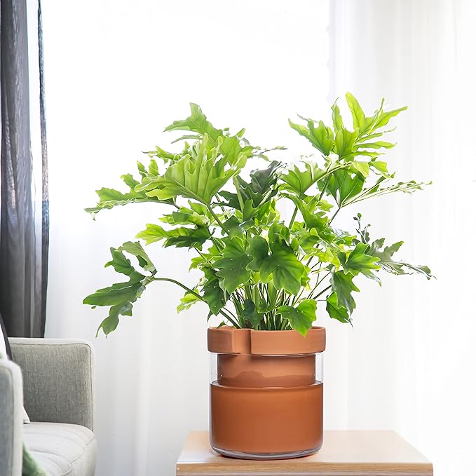 Phoenix Vine 10 Inch Self Watering Planter Pot, Terracotta Clay Pot - Image 5