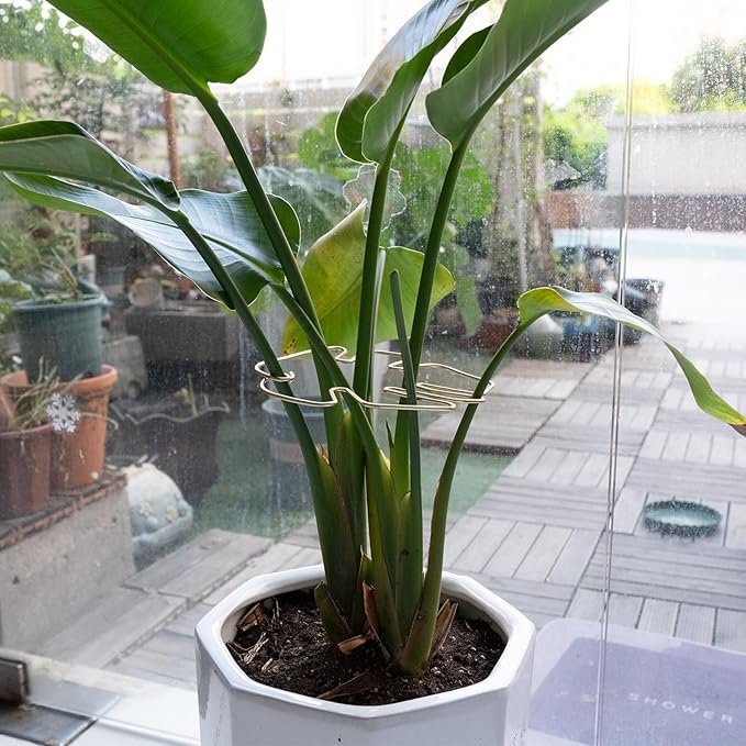 Monstera Stem Support - Image 8