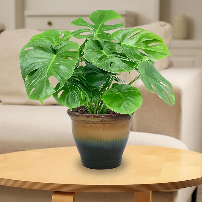 Sunnydaze Round Ceramic Planter - Image 7