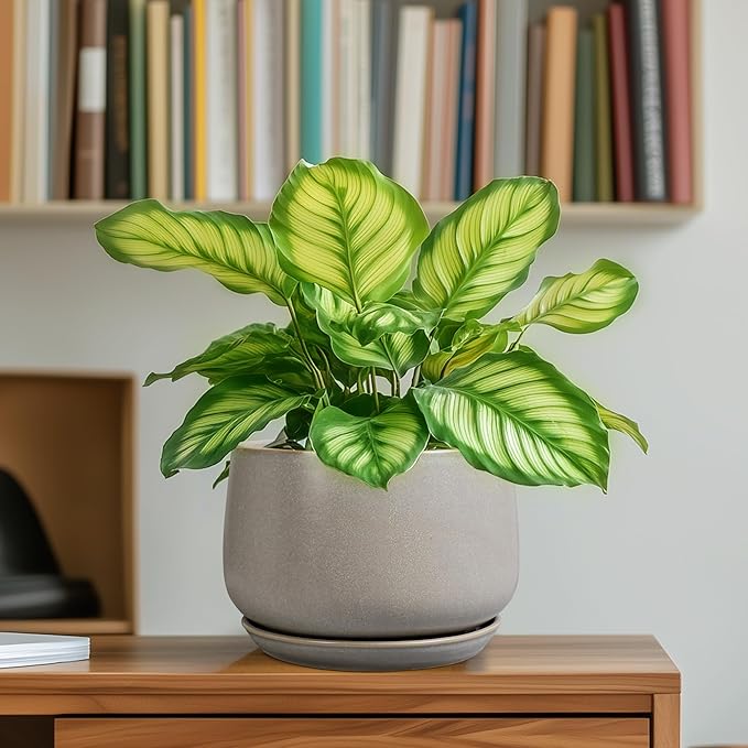 G EPGardening Ceramic Plant Pots - Image 6