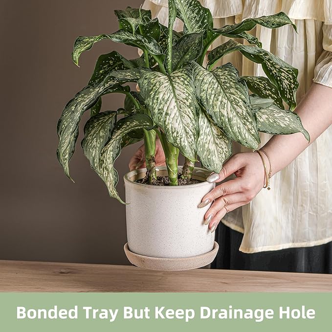 5.8 Inch Plant Pot: Ceramic Planter - Image 3