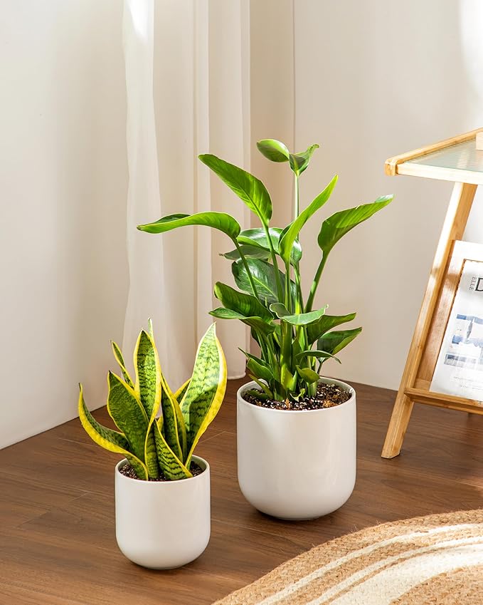 vancasso 8 Inch Ceramic Plant Pots, Planters - Image 6