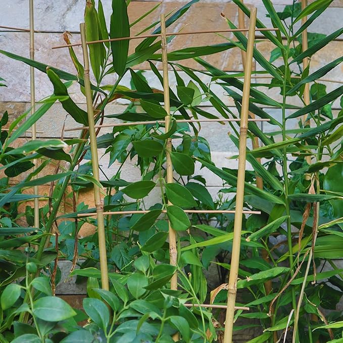 10 Pack 2ft Bamboo Trellis for Climbing Plants-Natural Garden Ladder Trellis - Image 6