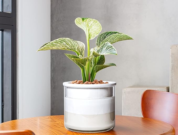 Phoenix Vine 6 Inch Self Watering Planter Pot, Design White Terracotta Pot - Image 2