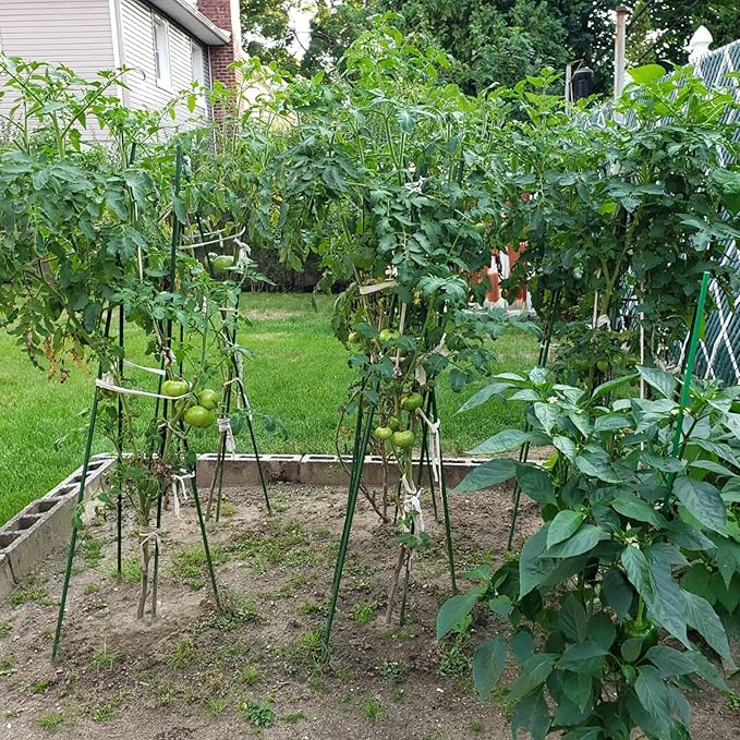 Garden Plant Stakes 57 Inch Steel Plant Stick Support, 25 Pack Tomato Stakes - Image 4