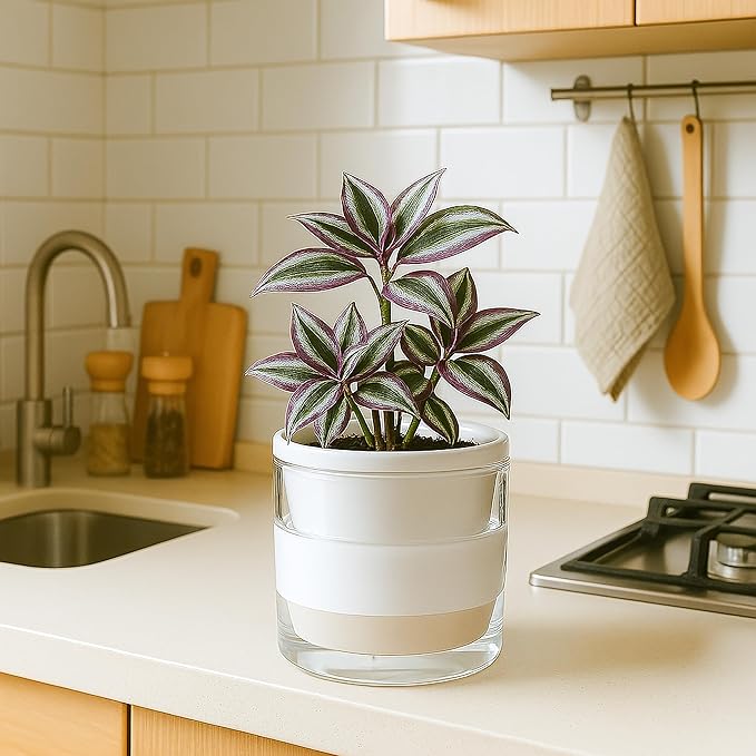 D'vine Dev 6 Inch Design Self Watering Planter - Image 8